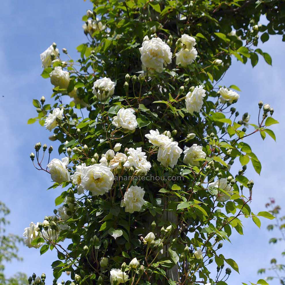 バラ ｜花の手帖の薔薇図鑑