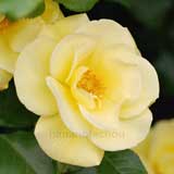 バラ ブライト スマイル|花の手帖の薔薇図鑑