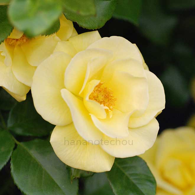 バラ ブライト スマイル｜花の手帖の薔薇図鑑