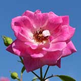 バラ アイスバーグ｜花の手帖の薔薇図鑑