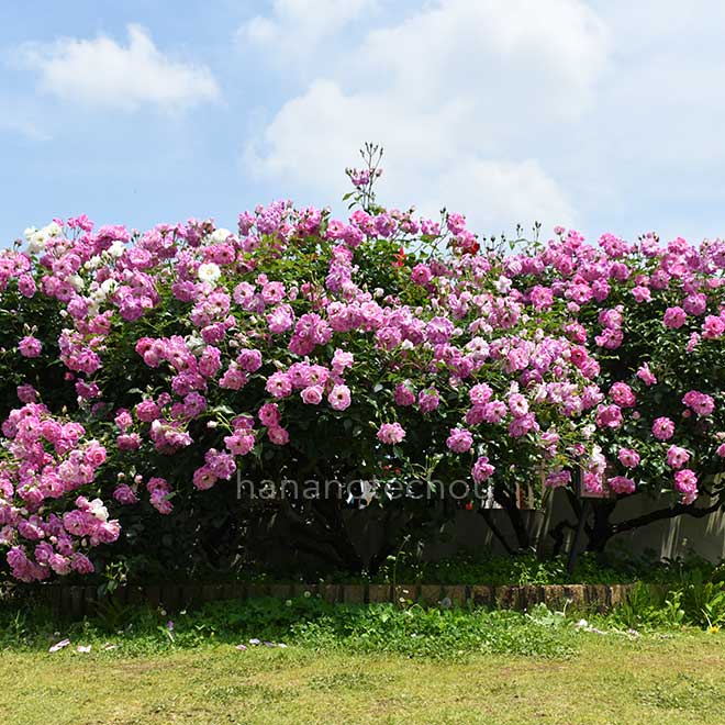 バラ ｜花の手帖の薔薇図鑑
