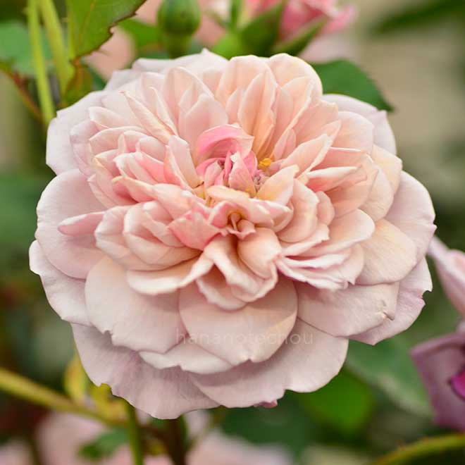 バラ ブロドリー|花の手帖の薔薇図鑑