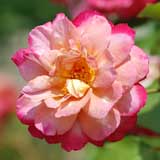 バラ ブラウニー｜花の手帖の薔薇図鑑