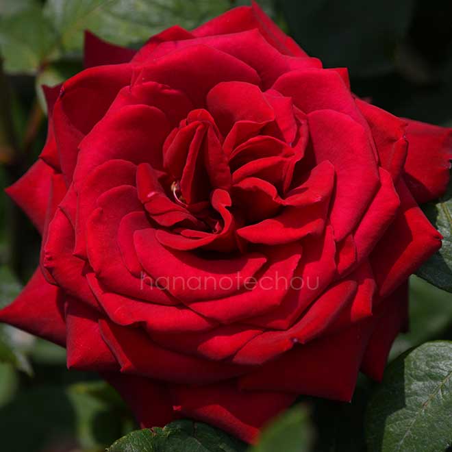 バラ ブルグント'81｜花の手帖の薔薇図鑑