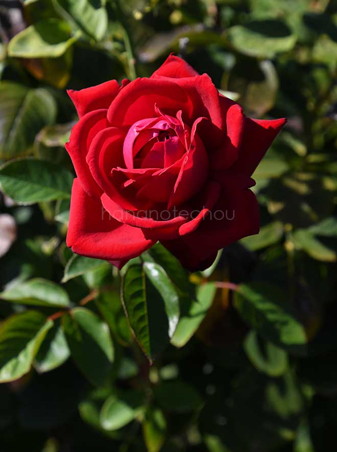 バラ ブルグント'81｜花の手帖の薔薇図鑑