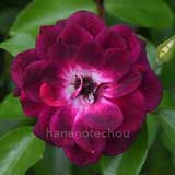 バラ バーガンディ アイスバーグ｜花の手帖の薔薇図鑑