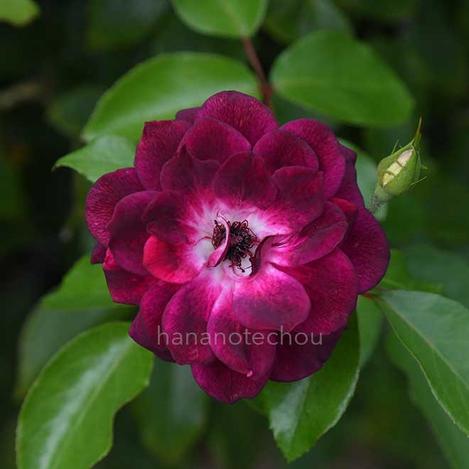 バラ バーガンディ アイスバーグ｜花の手帖の薔薇図鑑