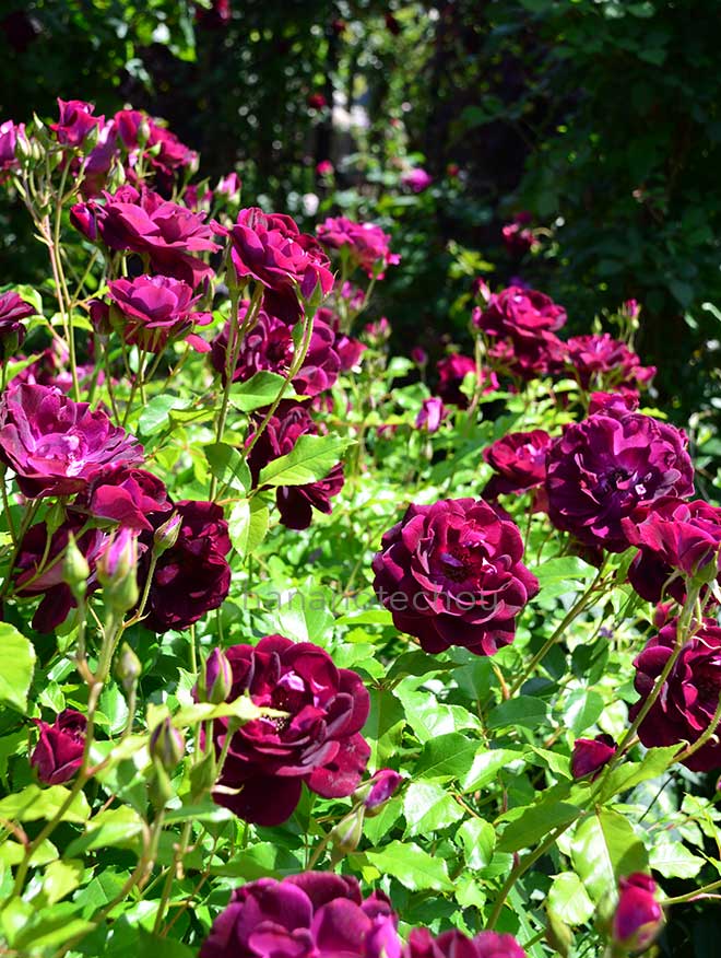 バラ バーガンディ アイスバーグ｜花の手帖の薔薇図鑑