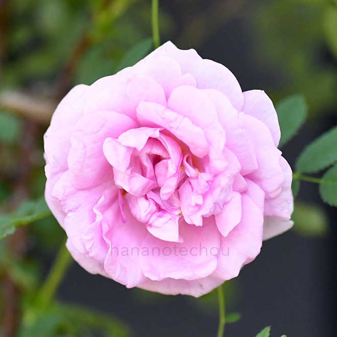 バラ バーネットアイリッシュマーブル｜花の手帖の薔薇図鑑