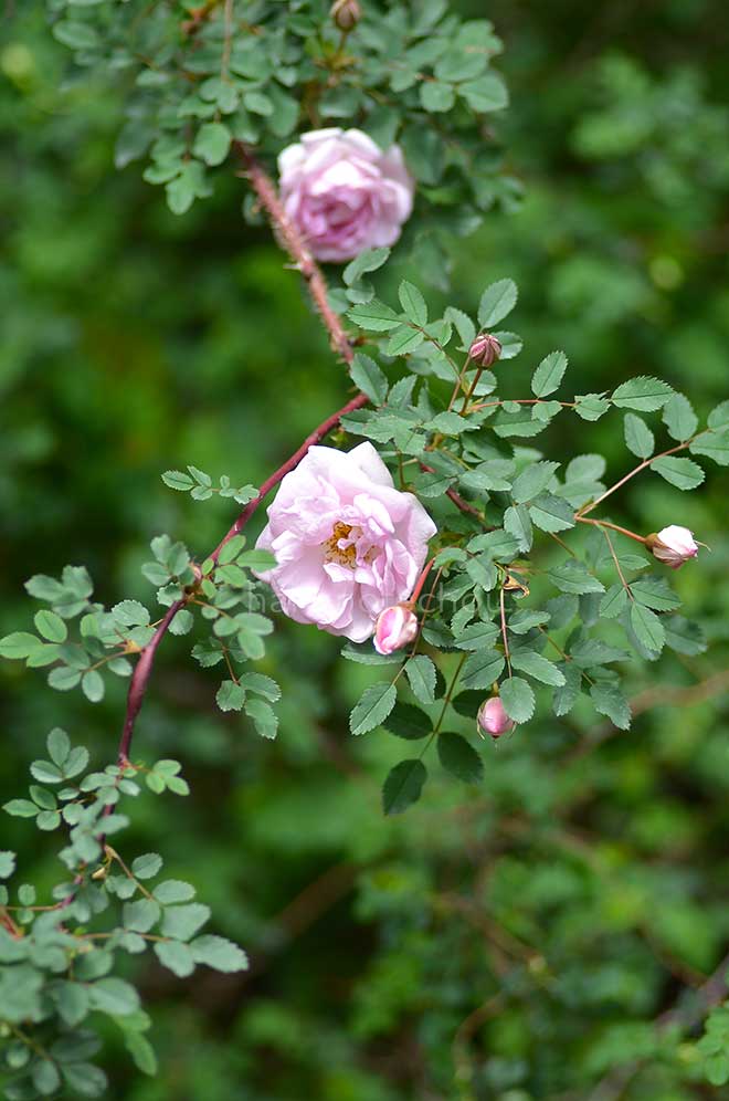 バラ バーネットアイリッシュマーブル｜花の手帖の薔薇図鑑