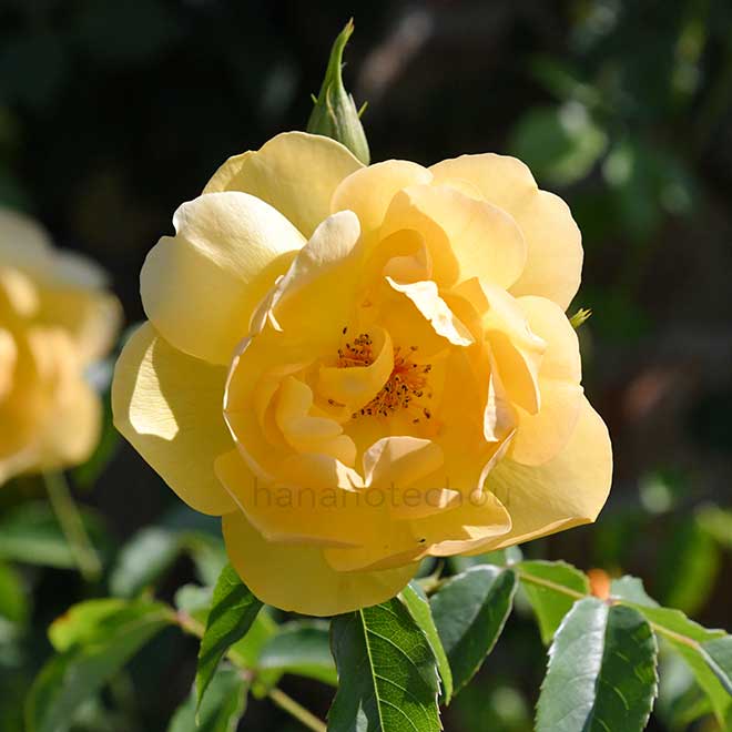 バラ バターカップ|花の手帖の薔薇図鑑