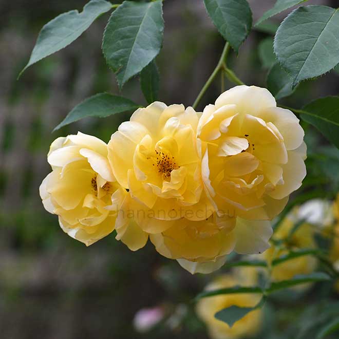 バラ バターカップ|花の手帖の薔薇図鑑
