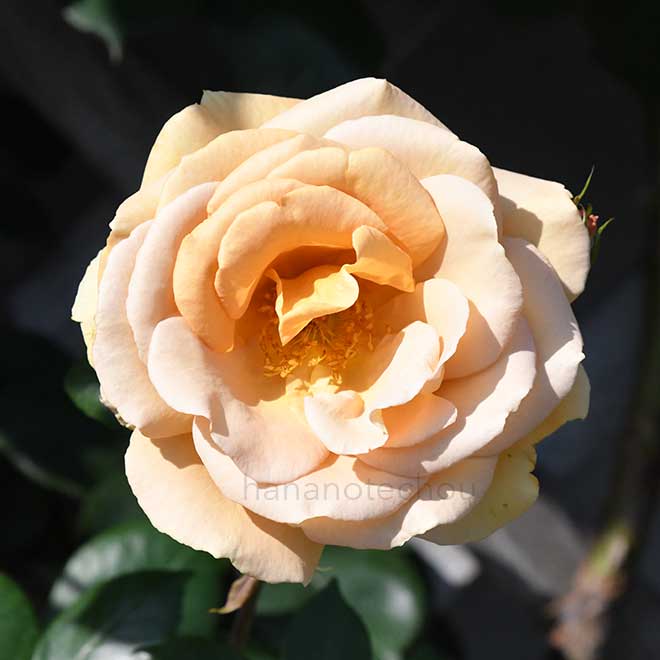 バラ バタースコッチ|花の手帖の薔薇図鑑