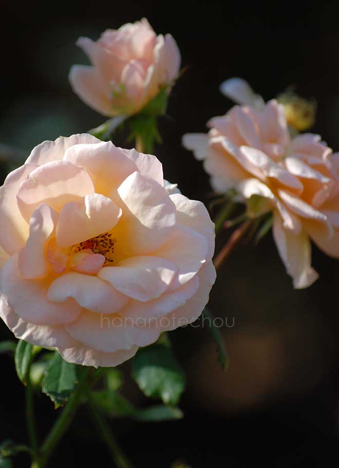バラ バイ アポイントメント｜花の手帖の薔薇図鑑