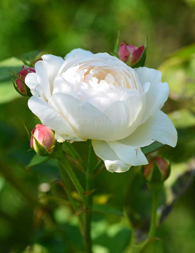 バラ フェアー ビアンカ|花の手帖の薔薇図鑑