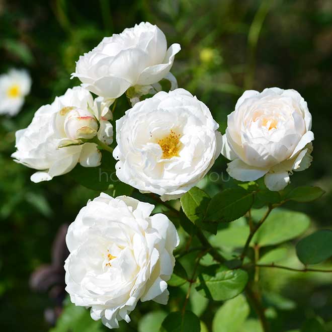 バラ フェアー ビアンカ|花の手帖の薔薇図鑑