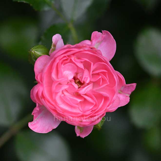 バラ フェアリー ボタン|花の手帖の薔薇図鑑