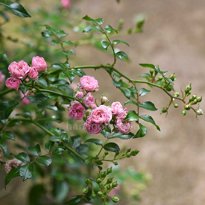 バラ フェアリー ボタン|花の手帖の薔薇図鑑