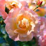 バラ ｜花の手帖の薔薇図鑑