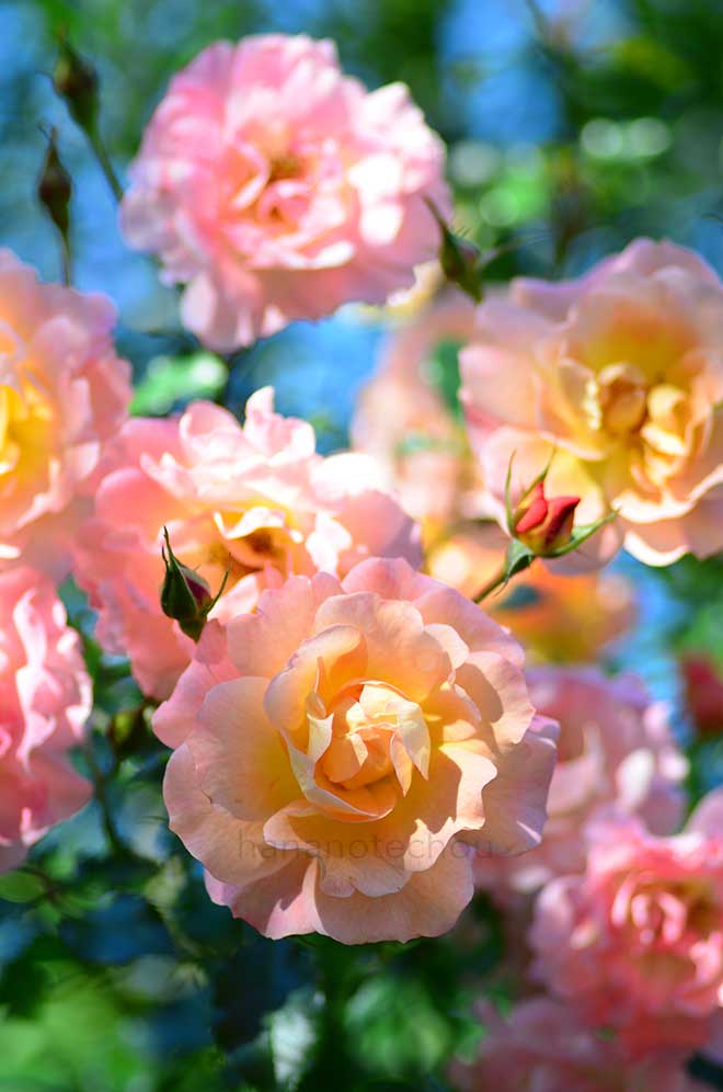 バラ ファミー｜花の手帖の薔薇図鑑