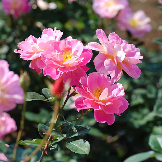 バラ ファンファーレ｜花の手帖の薔薇図鑑