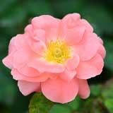 バラ ファッション｜花の手帖の薔薇図鑑