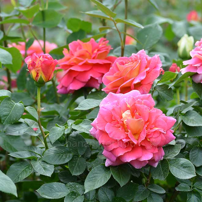 バラ ファッション｜花の手帖の薔薇図鑑