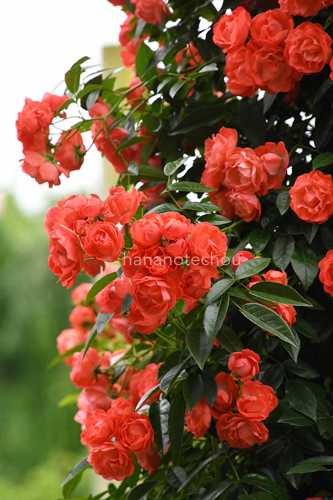 バラ ファザーズ デー｜花の手帖の薔薇図鑑