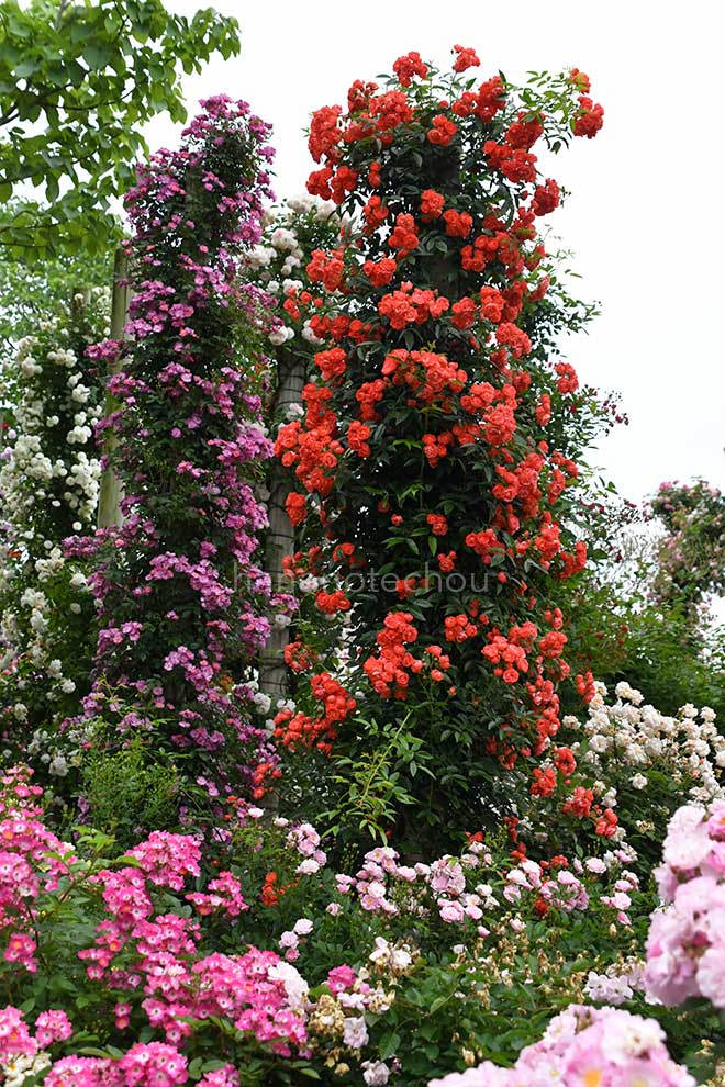 バラ ファザーズ デー｜花の手帖の薔薇図鑑
