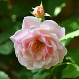 バラ フェリシア|花の手帖の薔薇図鑑