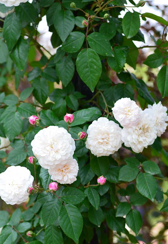 バラ フェリシテ エ ペルペチュ｜花の手帖の薔薇図鑑