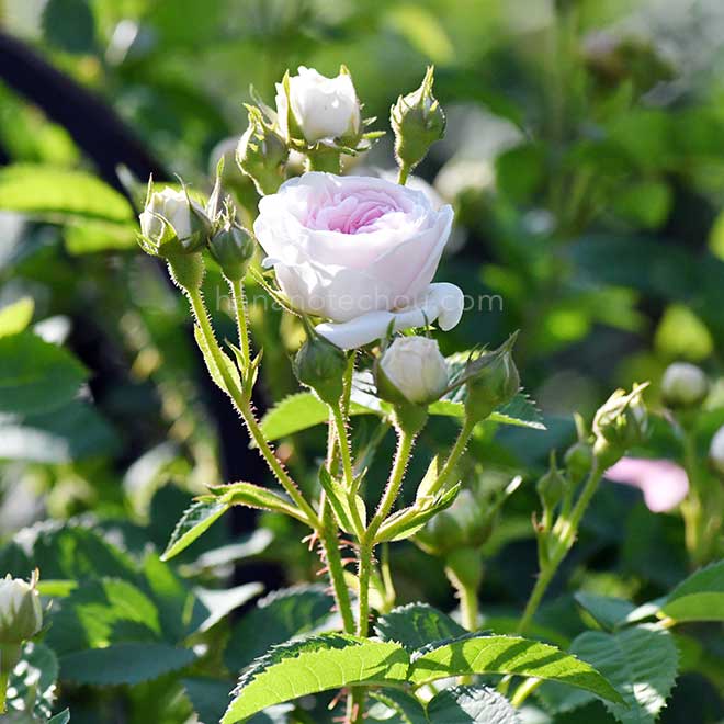 バラ フェリシテパルマンティエ｜花の手帖の薔薇図鑑