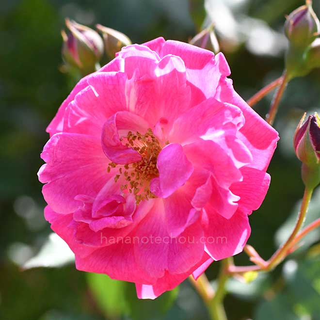 バラ フェレンベルグ|花の手帖の薔薇図鑑
