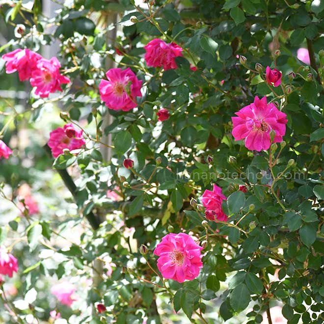 バラ フェレンベルグ|花の手帖の薔薇図鑑