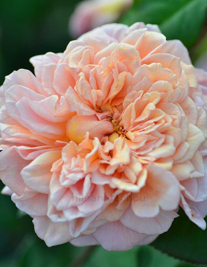 バラ フェスティバル デ ジャルダン ドゥ ショーモン|花の手帖の薔薇図鑑