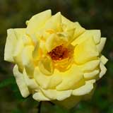 バラ フー ペルネ デュシェ｜花の手帖の薔薇図鑑