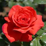 バラ フィデリオ｜花の手帖の薔薇図鑑