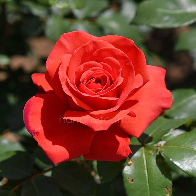 バラ フィデリオ|花の手帖の薔薇図鑑