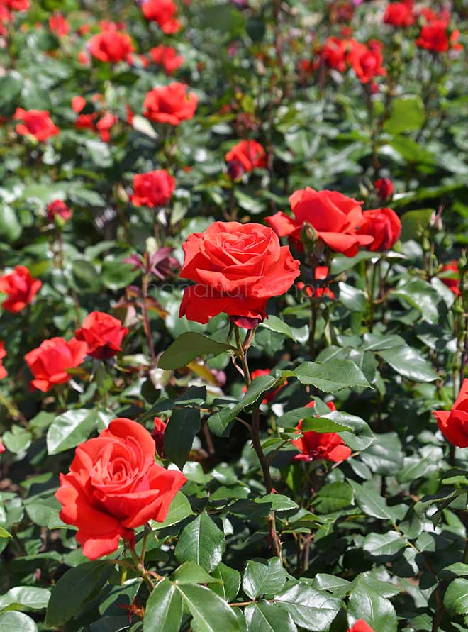 バラ フィデリオ|花の手帖の薔薇図鑑