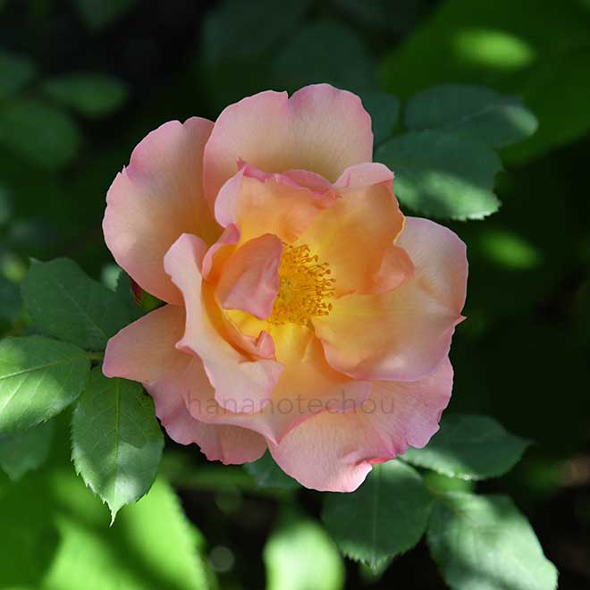 バラ ファイティングテメレア｜花の手帖の薔薇図鑑