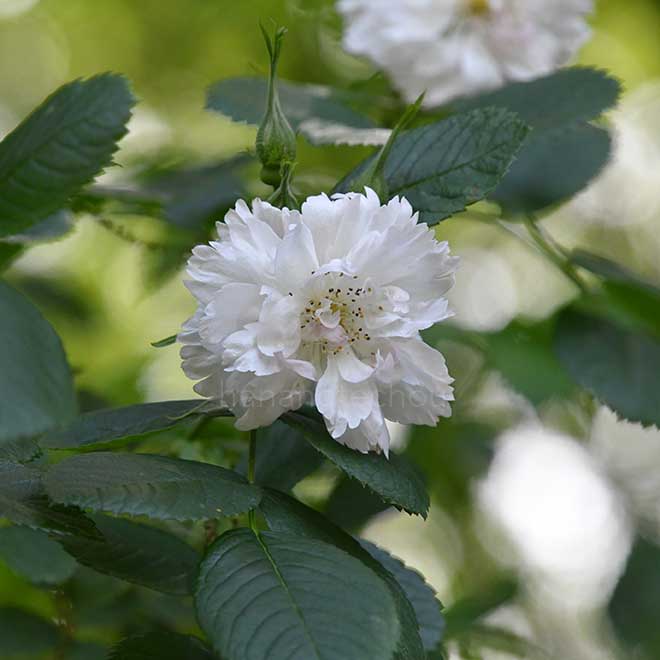 バラ フィンブリアータ｜花の手帖の薔薇図鑑