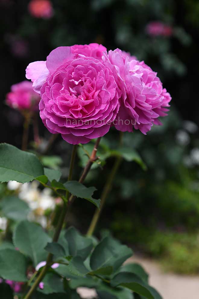 バラ フィネス|花の手帖の薔薇図鑑