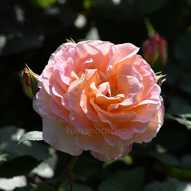 バラ フィオナ ゲラン｜花の手帖の薔薇図鑑