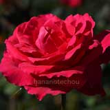 バラ フィヨルド|花の手帖の薔薇図鑑