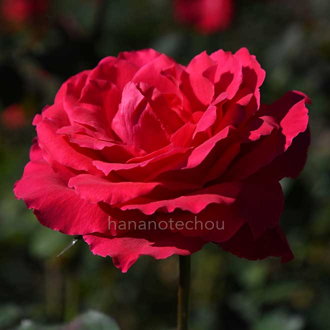 バラ フィヨルド|花の手帖の薔薇図鑑