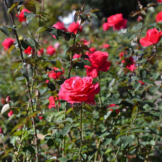 バラ フィヨルド|花の手帖の薔薇図鑑