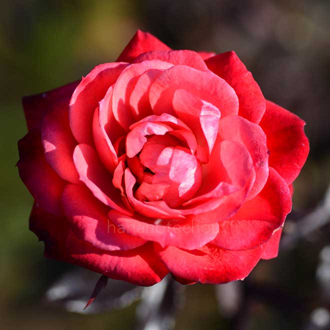 バラ ファイヤー グロー|花の手帖の薔薇図鑑