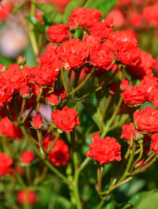 バラ ファイヤー グロー|花の手帖の薔薇図鑑