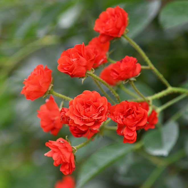 バラ つるファイヤー グロー｜花の手帖の薔薇図鑑