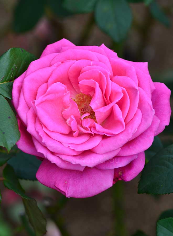 バラ ファースト ブラッシュ｜花の手帖の薔薇図鑑